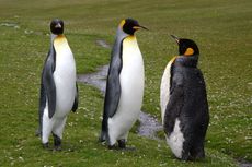 Königspinguin (10 von 84).jpg